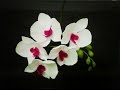 Abc tv  how to make phalaenopsis orchid from crepe paper  craft tutorial