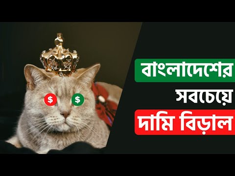 ভিডিও: সর্বাধিক জনপ্রিয় বিড়াল জাত