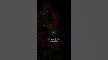 اكتب شي تؤجر عليه 🤍 | القارئ احمد خضر | قرآن كريم