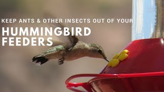 How to Keep Ants & Other Insects Out of Hummingbird Feeders