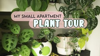 Plant Tour 2021🌿 Houseplants In My 600 Square Foot Apartment