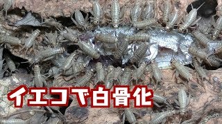 1000匹超のコオロギが生魚（豆アジ）を白骨化させる。【ヨーロッパイエコオロギ】