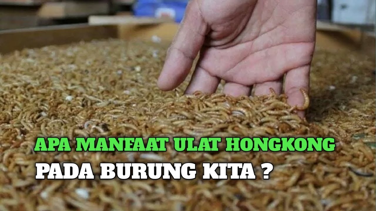 Menelisik Manfaat Ulat Hongkong untuk Burung Kicau yang Optimal Menelisik Manfaat Ulat Hongkong untuk Burung Kicau yang Optimal