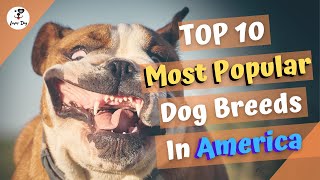 Top 10 Most Popular Dog Breeds In America by luver dog 661 views 3 years ago 5 minutes, 10 seconds