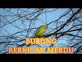Merdunya Suara Burung Berkicau Di Alam Bebas Untuk Relaksasi Mp3 - Mp4 Download
