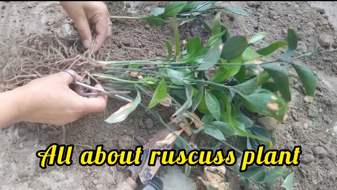 Propagation of ruscus plant #plant care#gardeninglovers #trendingshorts ...