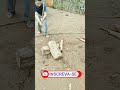 NÃO É FACIL, MAS É POSSÍVEL.___da roça pro youtube