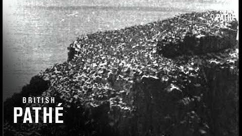 Egg Gathering (1933)