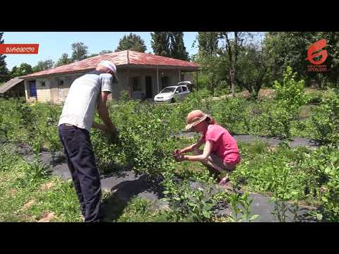 ვიდეო: ნიადაგი მოცვისთვის: ნიადაგის მჟავიანობა და ტორფის ტიპები, ნიადაგის შემადგენლობა. როგორ მოვამზადოთ ნიადაგი საკუთარი ხელით და როგორი ნიადაგი მოსწონს ბაღის მოცვს?