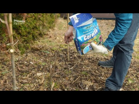 Video: Stromy v nádobách – Ako pestovať stromy v nádobách