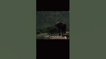 سورة الفيل 【١_٥】#Qur’ān #قران #islamic_video #muslim
