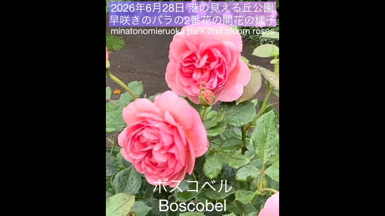June 28, 2026: Second Flush of Early-Blooming Roses at Harbor View