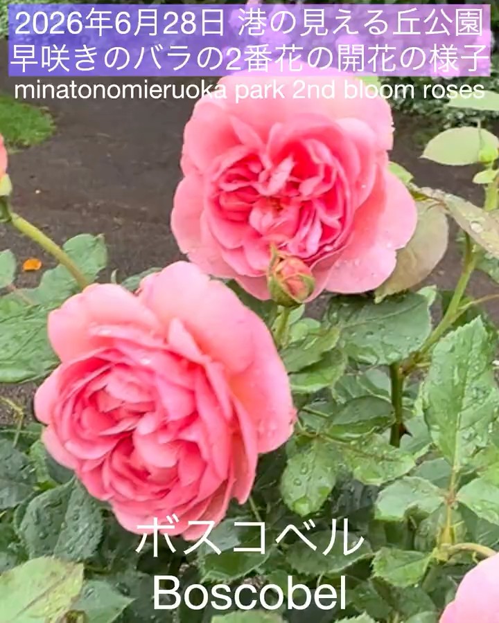 June 28, 2026: Second Flush of Early-Blooming Roses at Harbor View