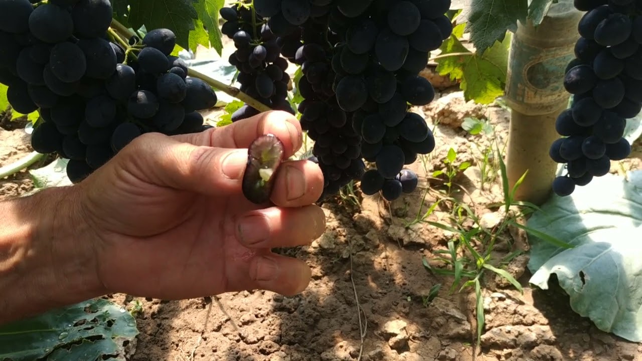 A Szfinksz és az Iren szőlőfajták bemutatása.