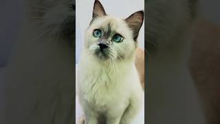 My First Cat Vlog Bella And Olly Pretty Little Baby firstvlog firstcatvlog catvlog catshorts