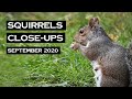 Squirrels Closeups - September 2020 ( good for cats and dogs ) | Estee White Photography