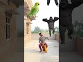 Flying crying babies Catching vs danching gorilla,, cute bhabhi,, parrot, good day funnyvideo😄😄😄