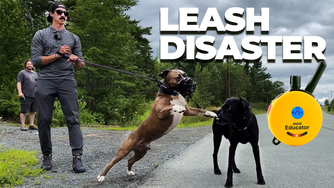 Агрессивный питбуль учится вести себя спокойно в присутствии других собак.