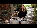 Using Drip Irrigation to Water Your Container Plants