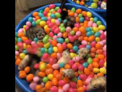 ferrets in ball pit