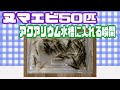 ヌマエビ50匹をアクアリウム水槽に入れてみた