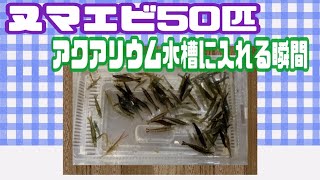ヌマエビ50匹をアクアリウム水槽に入れてみた