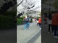 SAKURA [CHERRY BLOSSOM] #japan #shortsvideo #shortsviral