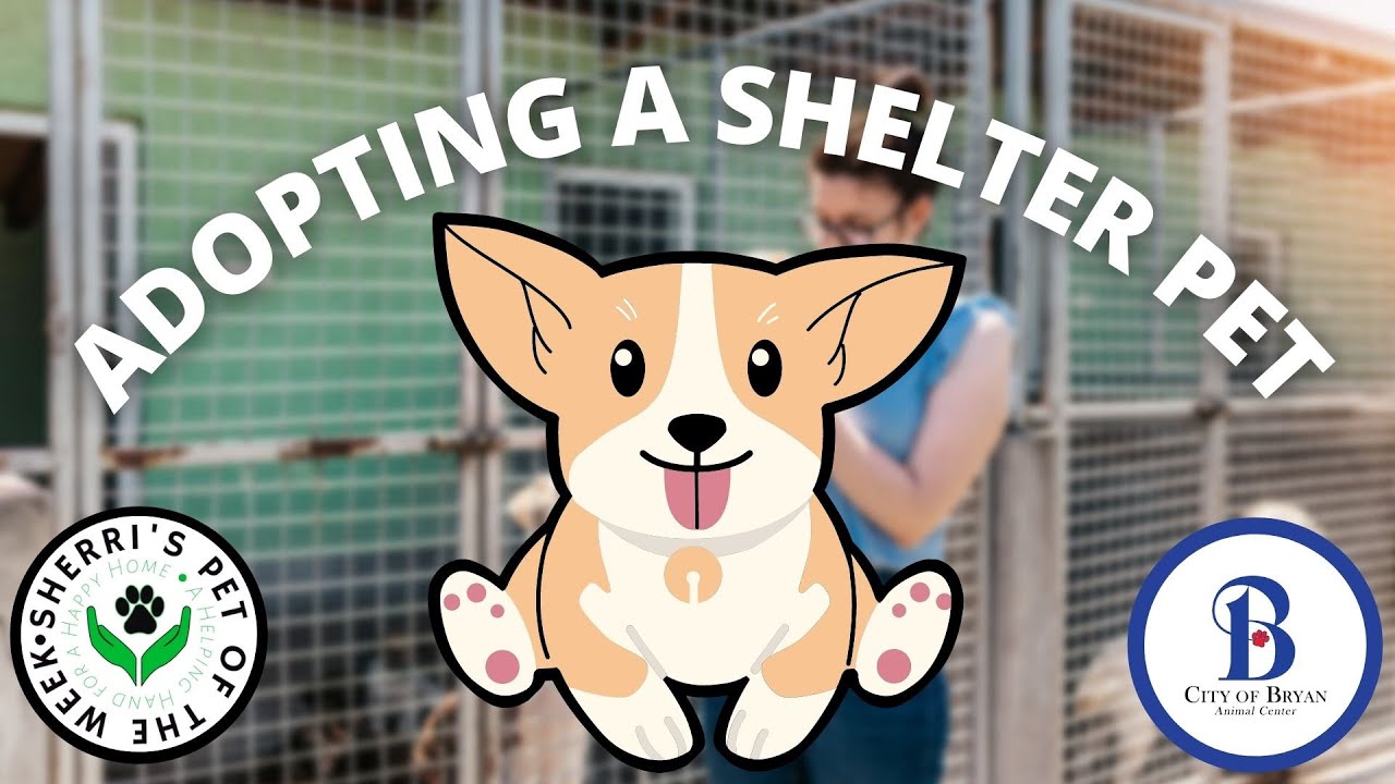 Pet of the Week: Suzi❤