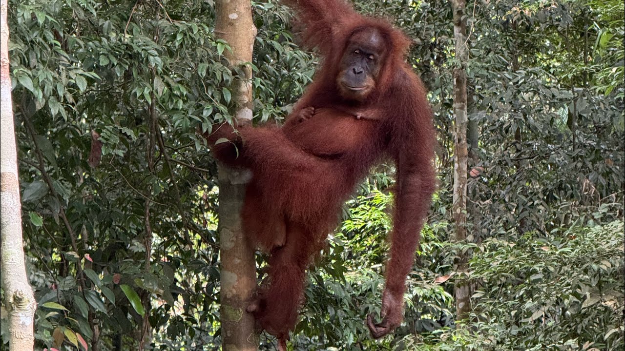 Orangutans, Gibbons & Siamangs – Wild Jungle Trek in Sumatra (Gunung Leuser) @ntbtravel