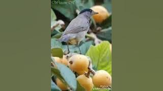 صوت السقلين (عصفور التين) للصيد