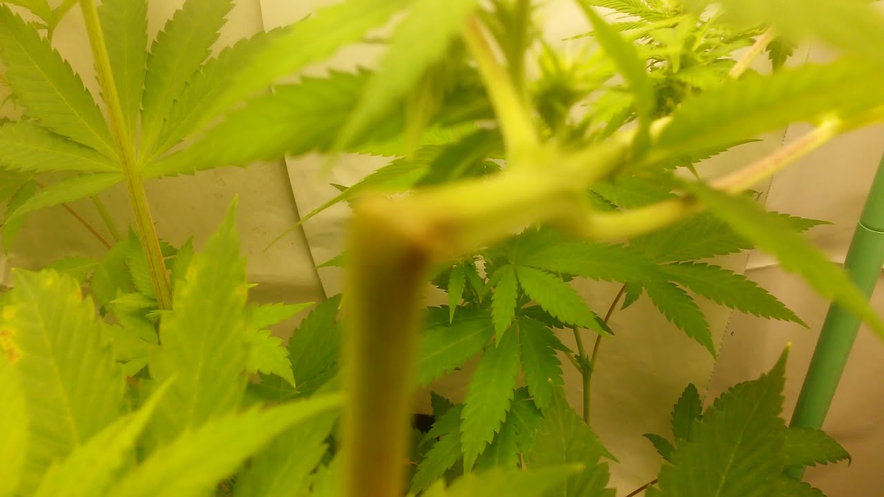 14f legal cannabis home grow under 3000k HLG quantum board grow lights + small 730nm far red light.