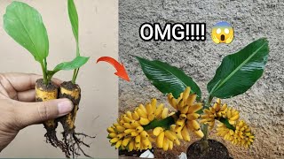 Download Lagu Crazy Skills growing Banana tree from banana fruit at home  100% Success MP3