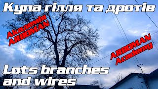картинка: Величезний явір у Коростишеві A huge elm tree in Korostyshiv