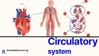 Circulatory System Explained | Key Concept and Likely exam Questions Circulatory System Explained | Key Concept and Likely exam Questions