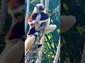 Lemurs in Madagascar