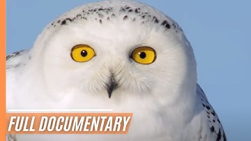 Snowy Owl Magic: Nature's Silent and Mysterious Guardians | Full Documentary
