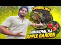 Himachal Ka Apple garden 😲 #vlogs @RRajeshVlogs