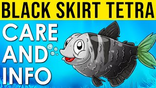 Black Skirt Tetra Info And Care | All About The Black Tetra | What Is A Black Tetra?