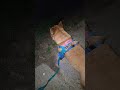 20260527 Night walk 2 야간 산책 - 따야 Ddaya🥰#왕크왕귀 #진도믹스 #황구 #시고르자브 #댕댕이 #힐링 #위로 #펫로스 #7080 #무반주노래