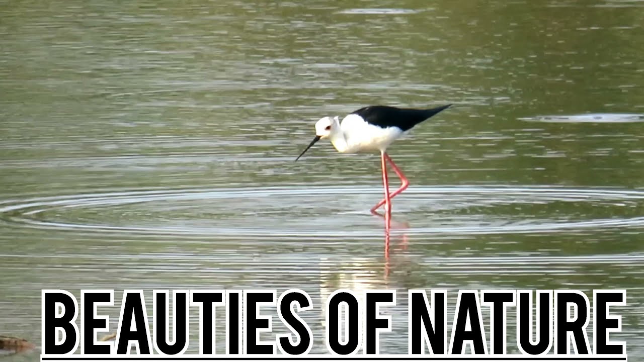 Elegant beauty / Black winged stilt 