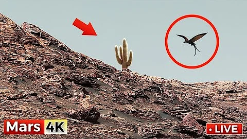 NASA's Mars Rover Sends Most Remarkable 360° 4K Footage of Mars In 4K | Perseverance Rover SOL 1535