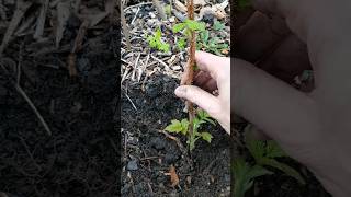 Neverending Raspberries How to keep replanting