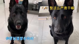 点子多多办法多多的克瑞娜|| 搞笑东德牧羊犬German shepherd Funniest Animals