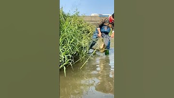 Cá Lớn - vợt cá Chép Khủng ẩn nấp trong gốc cỏ 😱 #khacthuyvlogg