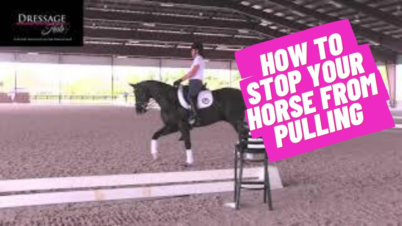 How To Fix A Horse That Pulls On Your Hands - YouTube
