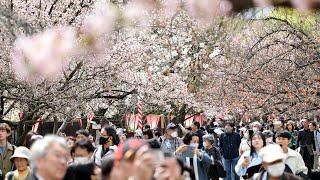 造幣局の「桜の通り抜け」