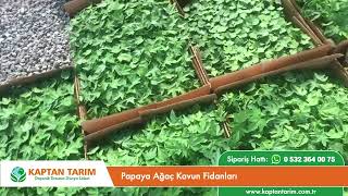 Papaya Ağaç Kavun Fidanları