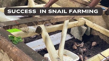 Snail Farming Success: A Beginner