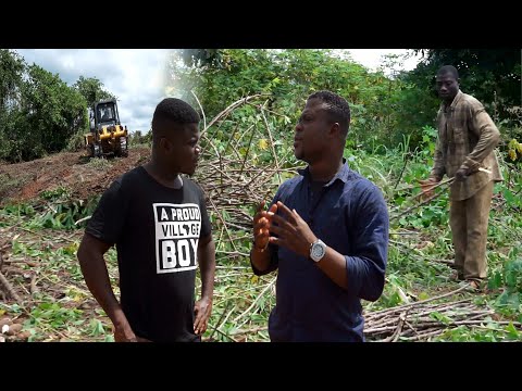 I Left China to Farm 1500 Acres Of Cassava In Ghana!