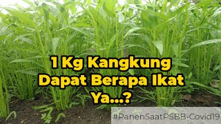 Tanam 1 Kg Kangkung Dapatnya Segini | Berbagi Pengalaman